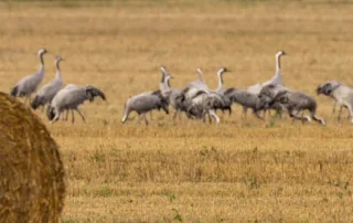 kureparv sügispõllul