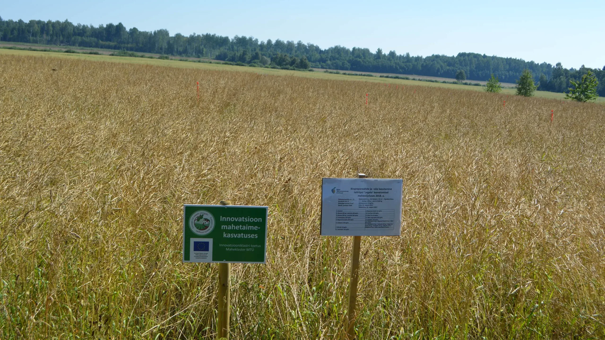 Talirüpsi katsepõld ETKIs. Foto: Margus Ess