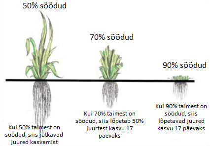 Taastumisaeg sõltub suuresti karjatamise intensiivsusest - mida madalamaks on taim
söödud, seda rohkem aega on taastumiseks vaja.