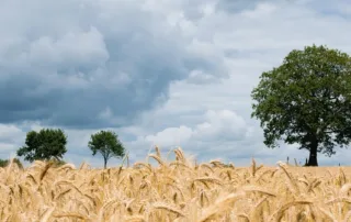 Fotol on nisupõld.