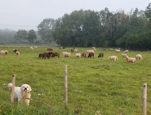 Tehnoloogiad lambakasvatuses: EID ja karjamaarohu mõõtur